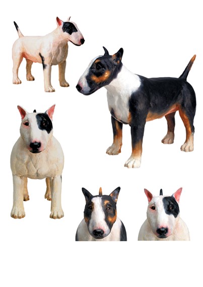 Bull Terrier image