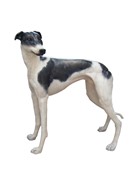GREYHOUND A