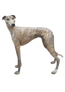 GREYHOUND D