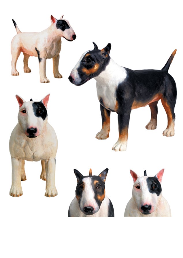 Bull Terrier image